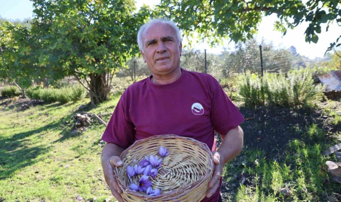 Adana’nın Kozan ilçesinde bir saksıda başlayan safran üretimini 20 yılda