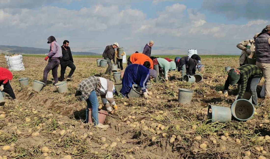 Bitlis’in Adilcevaz ilçesinde patates hasadıyla birlikte tarlalarda yoğun mesai yaşanıyor.