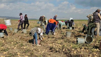 Bitlis’in Adilcevaz ilçesinde patates hasadıyla birlikte tarlalarda yoğun mesai yaşanıyor.