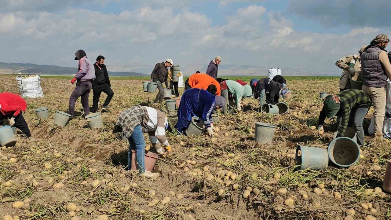 Bitlis’in Adilcevaz ilçesinde patates hasadıyla birlikte tarlalarda yoğun mesai yaşanıyor.