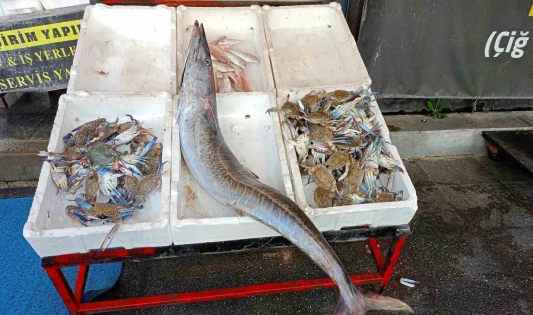 Akdeniz açıklarında balıkçılar, 1,5 metre uzunluğunda ve yaklaşık 12 kilogram