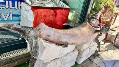 Ankara’da satışa sunulan 2,5 metre uzunluğunda ve 60 kilogram ağırlığındaki