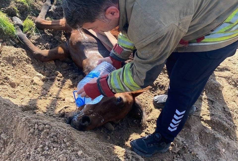 Hatay’ın Antakya ilçesinde kuyuya düşen at, Hatay Büyükşehir Belediyesi ekiplerinin