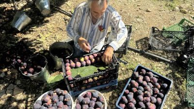 Antalya’nın İbradı ilçesine bağlı 800 rakımlı Ürünlü Mahallesi’nde yetiştirilen Bursa