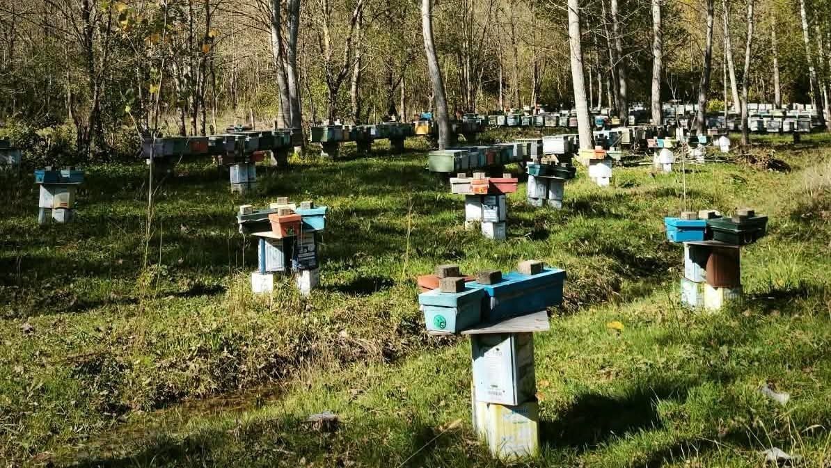 Bartın’da Arılı Kovan Destekleme başvuruları 30 Ekim’de sona eriyor. İl