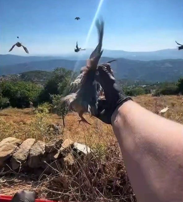 Aydın Doğa Koruma ve Milli Parklar Müdürlüğü ekipleri, yaban hayatının