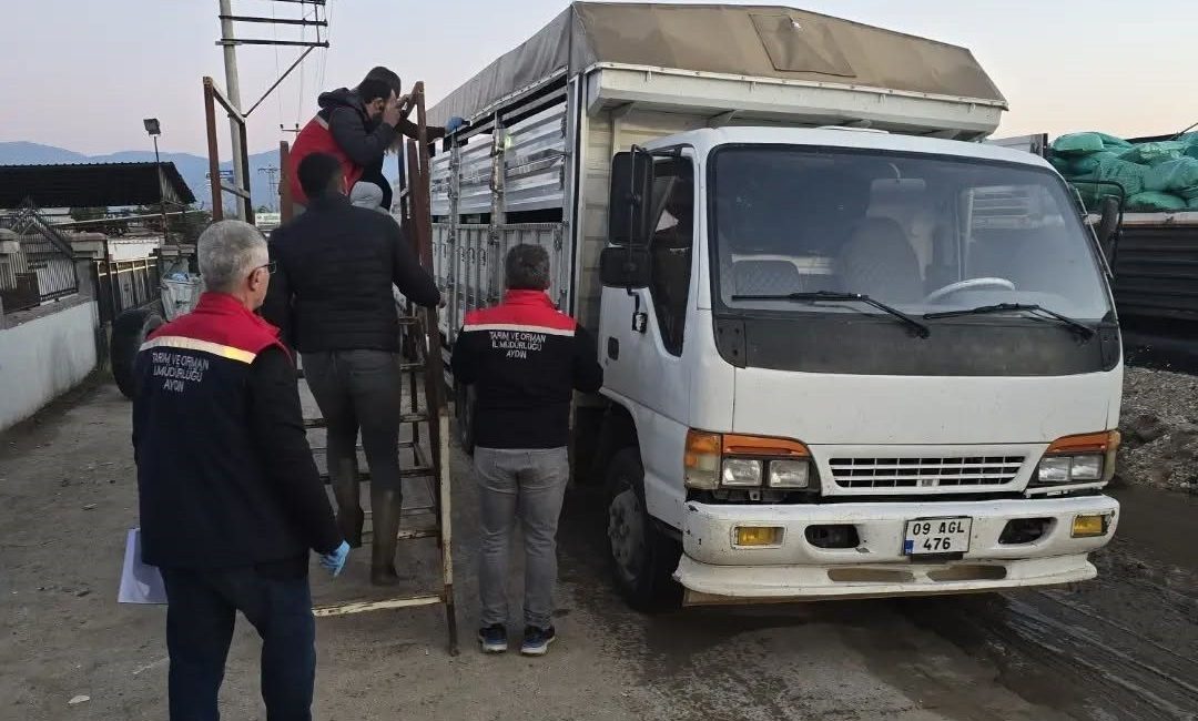 Aydın’ın Nazilli ilçesinde hayvan pazarında gerçekleştirilen denetimlerde, kulak küpesi ve