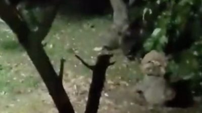 Sakarya’da bir evin bahçesine giren ayı, ağaçtaki ve yere düşen