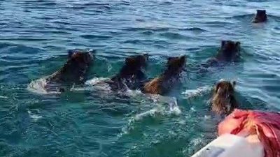 Adıyaman’ın Samsat ilçesinde Atatürk Barajına balık tutmak için açılan balıkçılar,