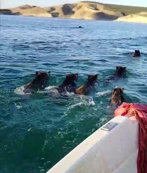 Adıyaman’ın Samsat ilçesinde Atatürk Barajına balık tutmak için açılan balıkçılar,