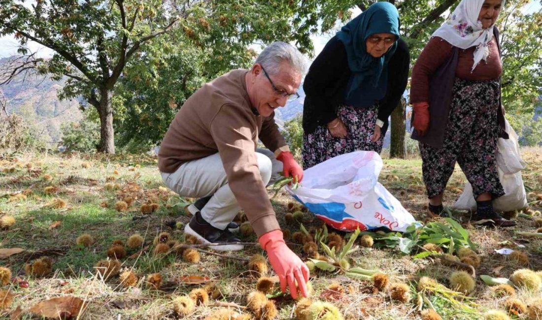 Nazilli Belediye Başkanı Dr. Ertuğrul Tetik, Esentepe Mahallesi’nde kestane üreticileriyle