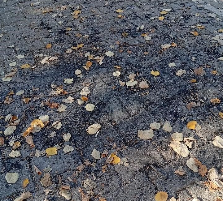 Bilecik merkezde bulunan bir parkın ortasında ateş yaktılar. Bilecik merkez