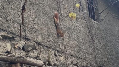 Bingöl’de bir evin bahçesinde görüntülenen sincap, insanlardan korkmadan rahatça dolaşmasıyla