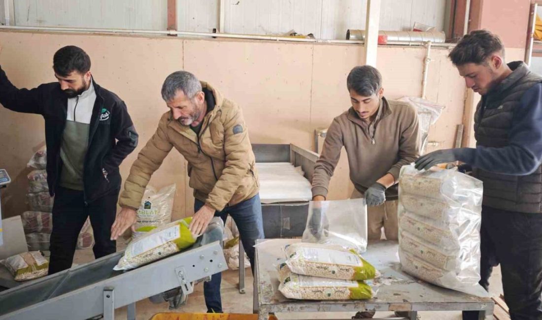 Bitlis, Türkiye’nin tohumluk kuru fasulye üretiminin yüzde 75’ini karşılayarak bu
