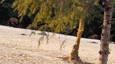 Büyükçekmece’de aç kalan bir domuz sürüsü, yemek bulabilmek için kırsal