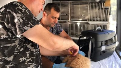 Balıkesir Büyükşehir Belediyesi’nin Can Dost Yerinde Hayvan Bakım ve Tedavi