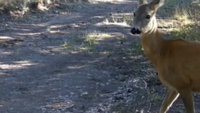 Çankırı’da yaban hayatını izlemek amacıyla ormanlık alanlara yerleştirilen fotokapan kameralar,