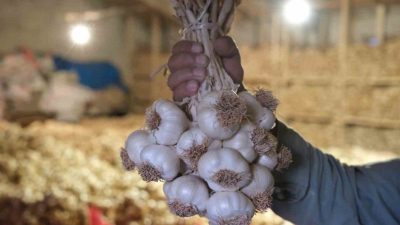 Çorum’un Merkez ilçesine bağlı Üyük köyünde geleneksel yöntemlerle üretilen Üyük