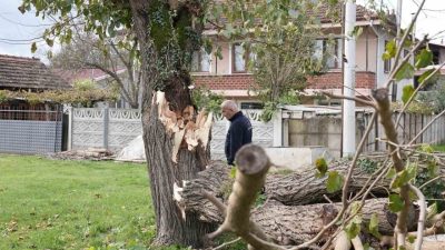 Düzce’de dün gece etkili olan fırtına ve sağanağın devirdiği, çevre