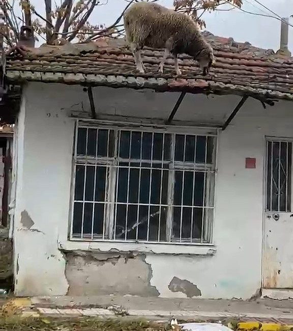 Edirne’nin Lalapaşa ilçesinde tek katlı bir evin çatısındaki otları yemek