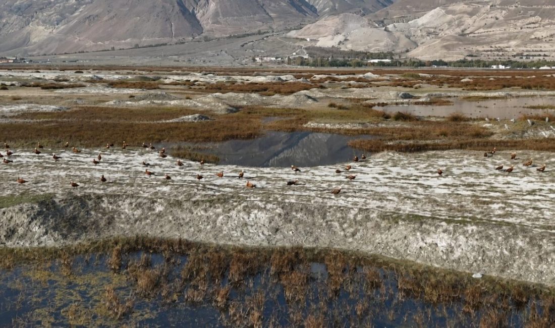 Erzincan’ın doğal güzellikleri arasında yer alan Ekşisu Sazlığı’ndaki Kuş Cenneti,