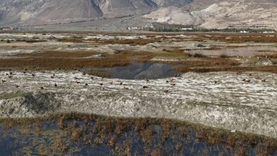 Erzincan’ın doğal güzellikleri arasında yer alan Ekşisu Sazlığı’ndaki Kuş Cenneti,