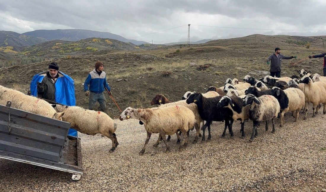 Erzincan’da yayla sezonunun sona ermesiyle birlikte hayvanlarını kamyonlara yükleyen üreticiler,