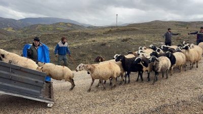 Erzincan’da yayla sezonunun sona ermesiyle birlikte hayvanlarını kamyonlara yükleyen üreticiler,