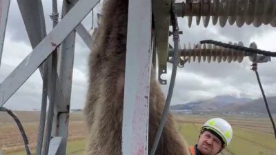 Erzurum’un Palandöken ilçesinde yiyecek aramak için elektrik direğine tırmandığı tahmin