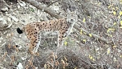 Uluslararası Doğayı Koruma Birliği’nin (IUCN) Kırmızı Listesi’nde yer alan ve
