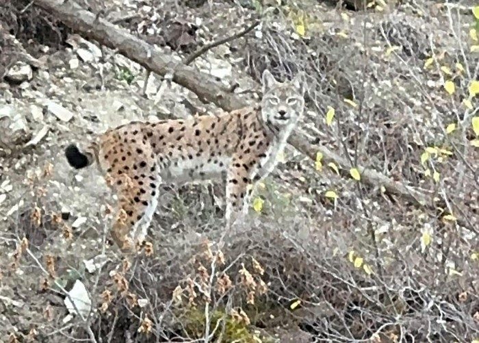 Uluslararası Doğayı Koruma Birliği’nin (IUCN) Kırmızı Listesi’nde yer alan ve
