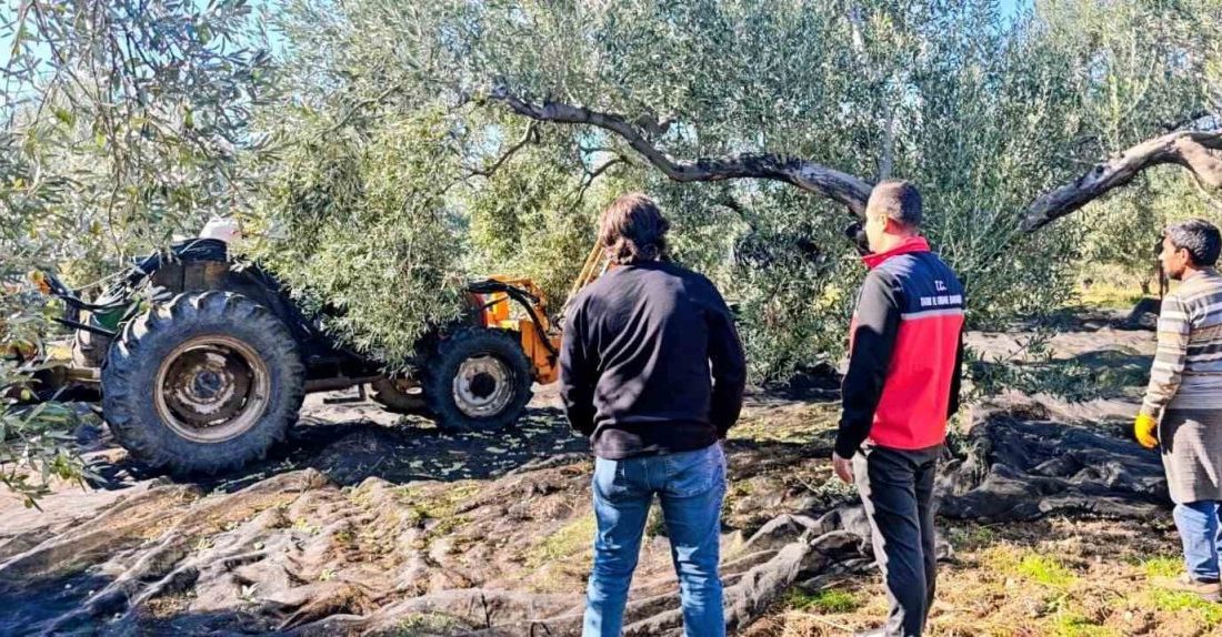 Gömeç ilçesinde, zeytin hasadı devam ederken, Tarım ve Orman İlçe