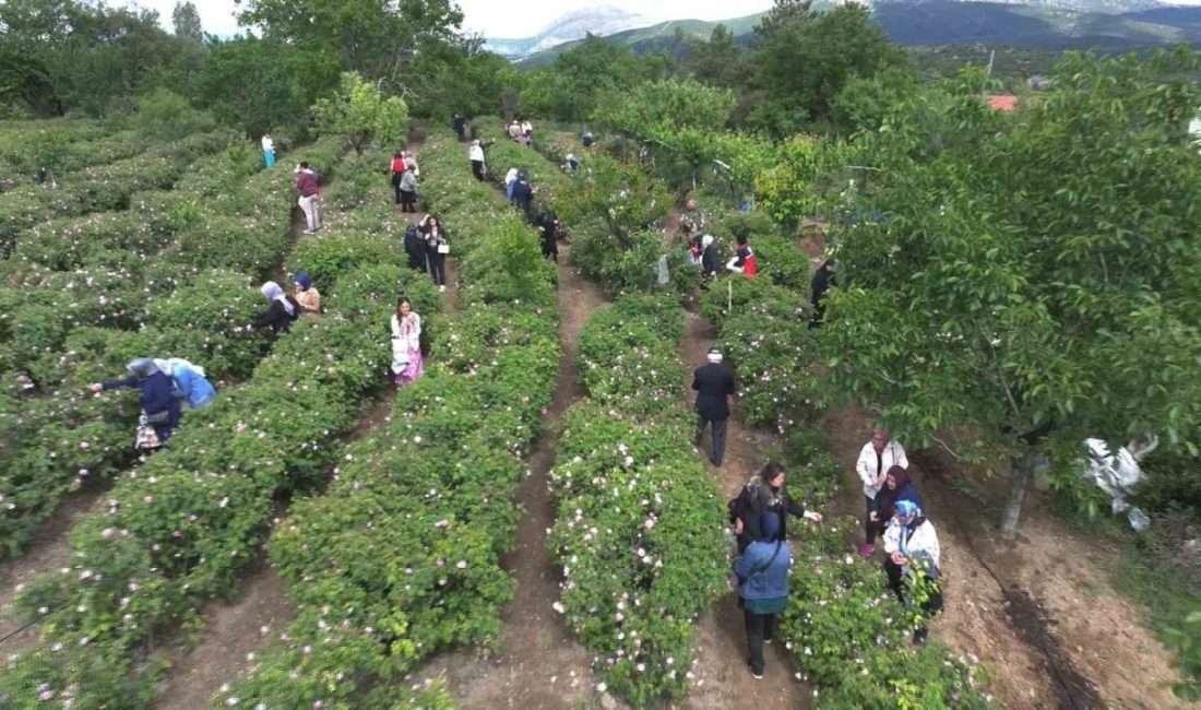 Gülbirlik Yönetim Kurulu yaptığı toplantıda daha önce açıklanan kilo başına