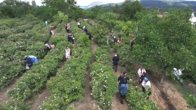 Gülbirlik Yönetim Kurulu yaptığı toplantıda daha önce açıklanan kilo başına