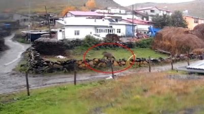 Ardahan merkeze bağlı Ölçek köyünde gündüz saatlerinde köyün içinde dolaşarak
