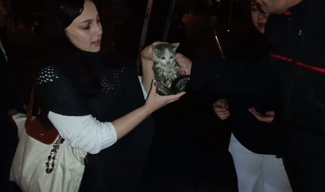 Gümüşhane’de Harşit Çayı kenarında mahsur kalan yavru kedi, itfaiye ekiplerinin