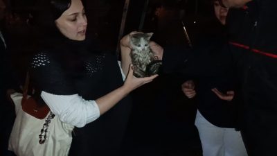 Gümüşhane’de Harşit Çayı kenarında mahsur kalan yavru kedi, itfaiye ekiplerinin
