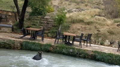 Erzincan’ın Çağlayan beldesinde bir restoranın içerisine giren yavru ayı, çalışanları