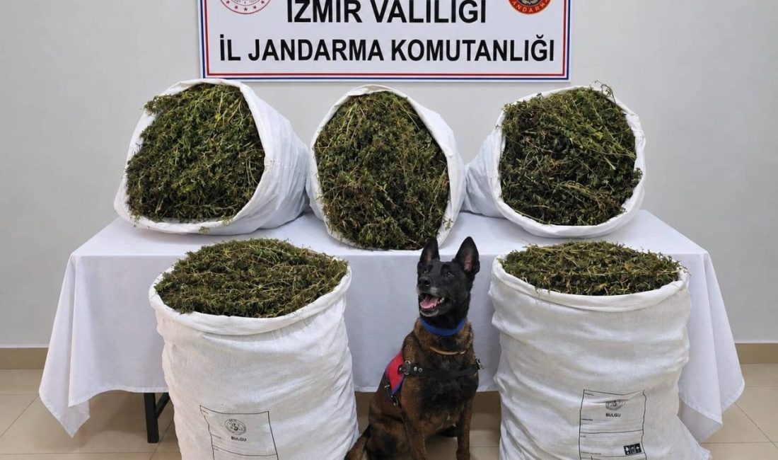 İzmir’in Tire ilçesinde jandarma ekipleri tarafından düzenlenen uyuşturucu operasyonunda 54