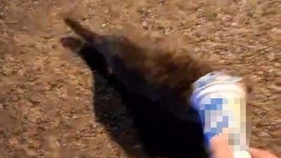 Zonguldak’ın Karadeniz Ereğli ilçesinde kafasına plastik ayran kutusu sıkışan kedi,