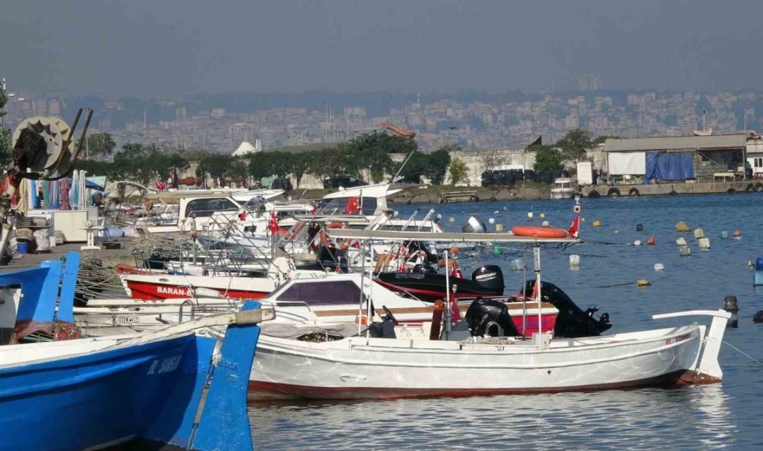 Samsun Bölgesi Su Ürünleri Kooperatifleri Birliği Başkanı Atıf Malkoç, bolluk