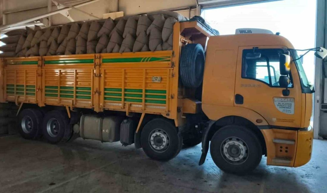Kastamonu’nun İnebolu ilçesinde 200 üreticiden 100 tonun üzerinde fındık alımı