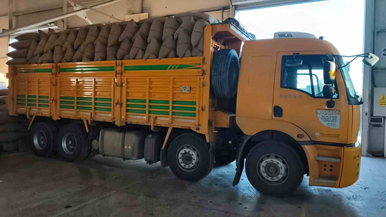 Kastamonu’nun İnebolu ilçesinde 200 üreticiden 100 tonun üzerinde fındık alımı