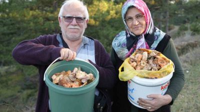 Kastamonu’da yağışların ardından ormanlarda mantar bolluğu yaşanıyor. Vatandaşlar özellikle “kanlıca”