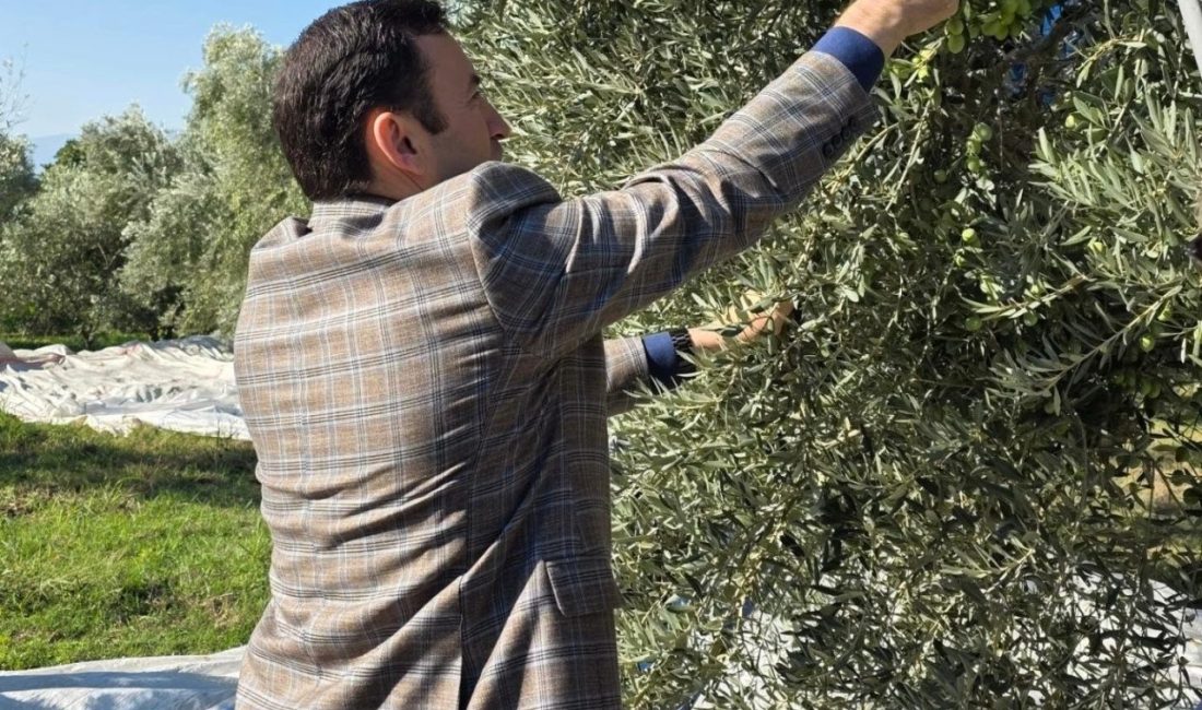 Aydın’ın Kuyucak ilçesinde zeytin hasadı sürerken, Kurtuluş Mahallesi’nde üreticilerle bir
