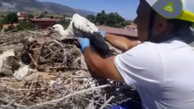 Hayvancılıkta kullanılan siyah plastik saman ipleri, yuvalarına taşıyan leyleklerin yavrularının