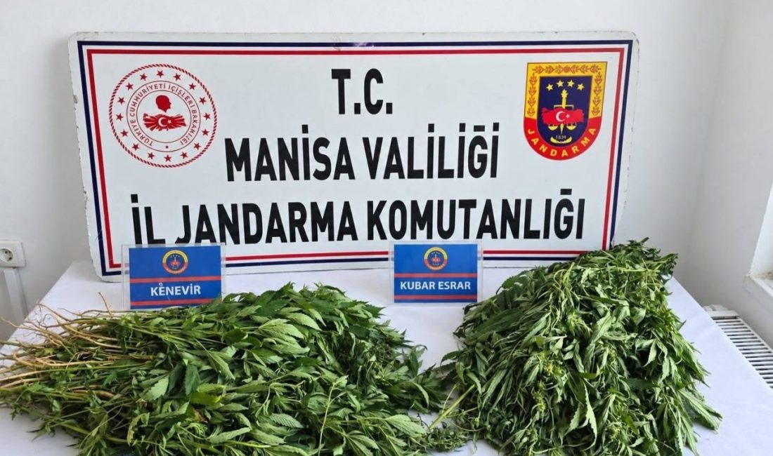 Manisa’da 4 ilçede düzenlenen uyuşturucu operasyonlarında 156 kök kenevir, 10