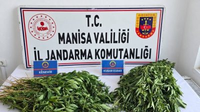 Manisa’da 4 ilçede düzenlenen uyuşturucu operasyonlarında 156 kök kenevir, 10