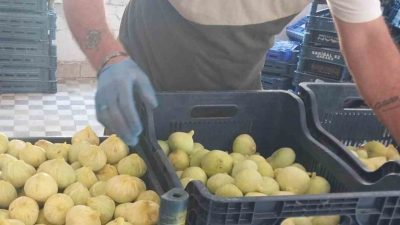 Mersin’in Mut ilçesinde hasadı tamamlanan incirin, sezona kilosu 200 lirayla