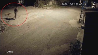 Hatay’ın Dörtyol ilçesinde bir ailenin 2 yıldır baktığı golden cinsi